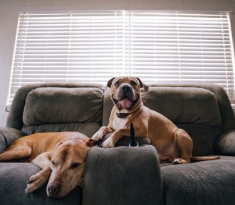 Should Freelancers Get a Dog?